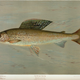 Illustration for article titled Fishes of North America That are Captured on Hook and Line